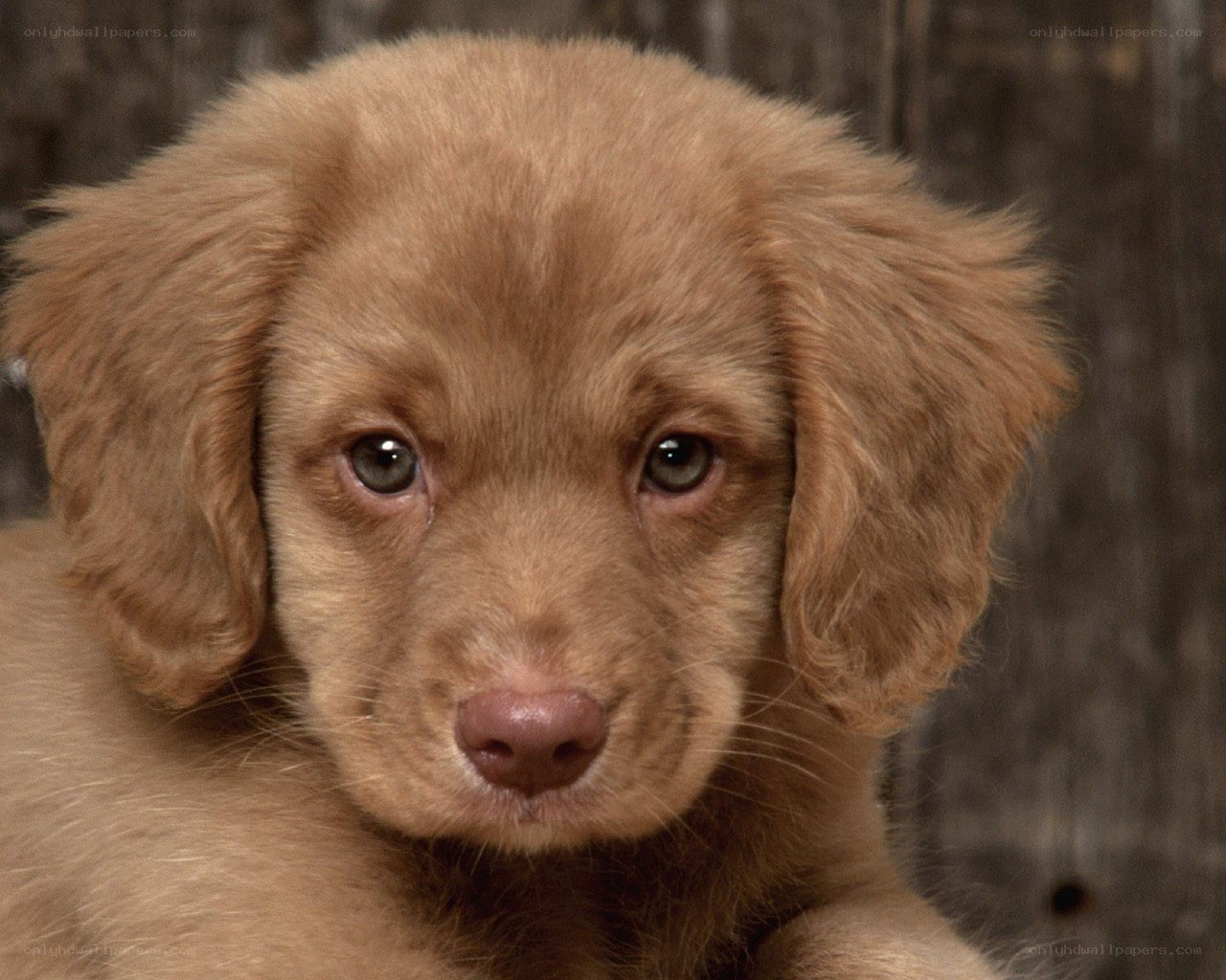 brown puppy looking at camera