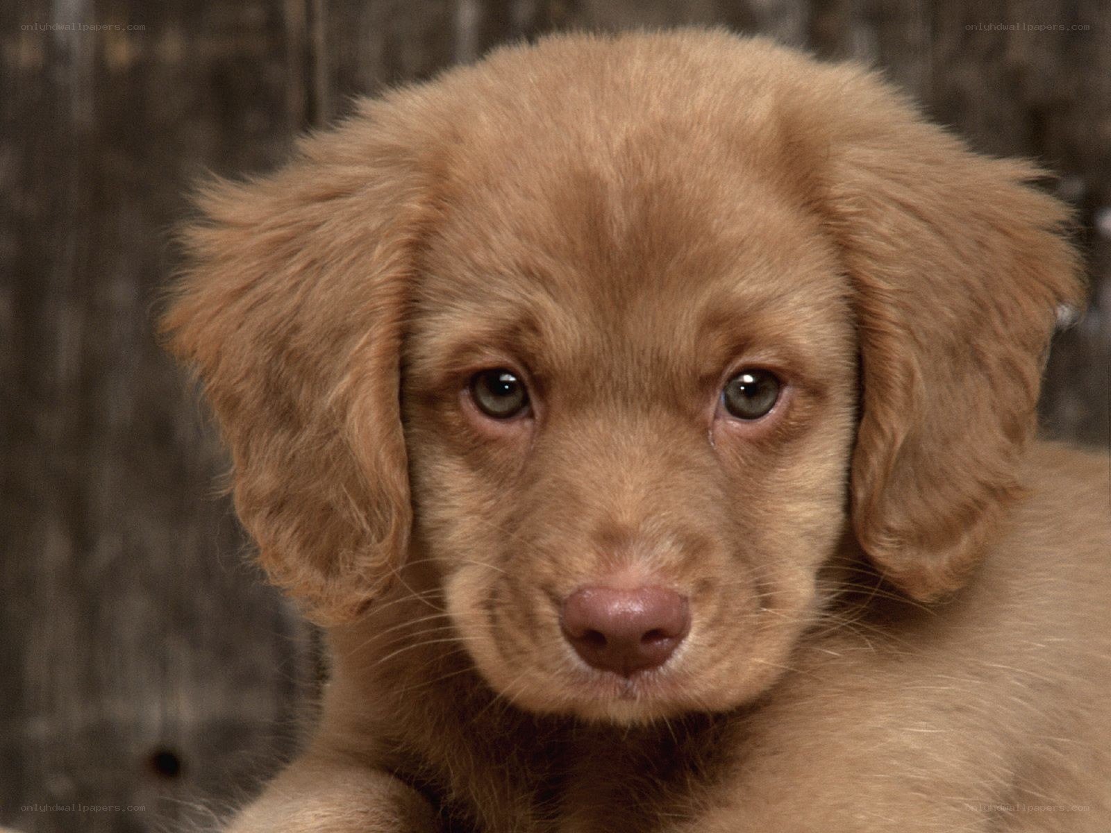 brown puppy looking at camera