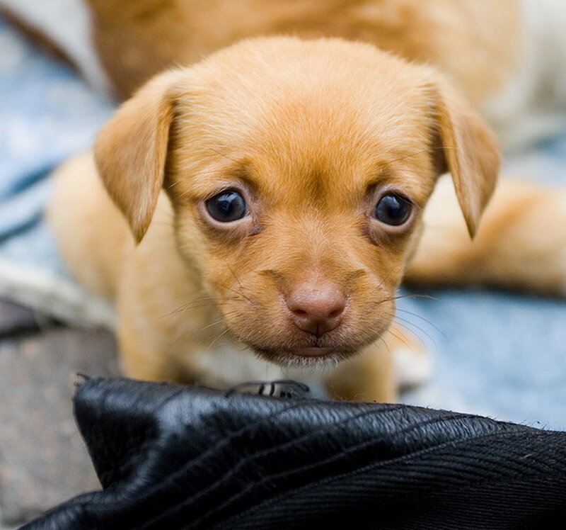 Brown Puppy Looking — Calm, Photograph, Blanket