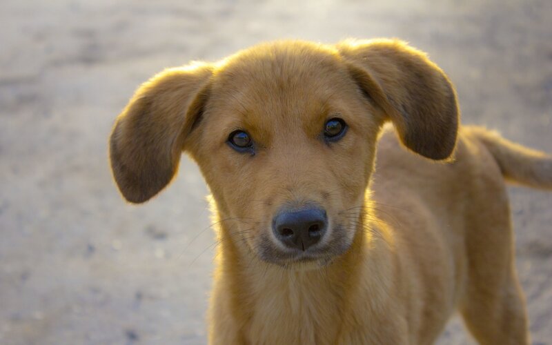 Brown Puppy Looking — Calm, Sunset