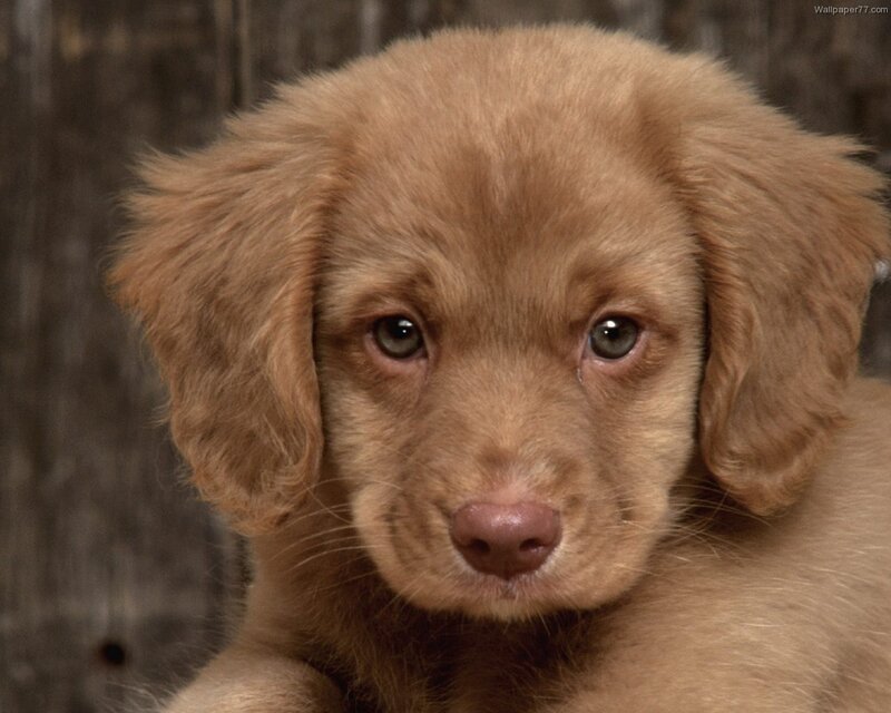 Brown Puppy Looking — Calm