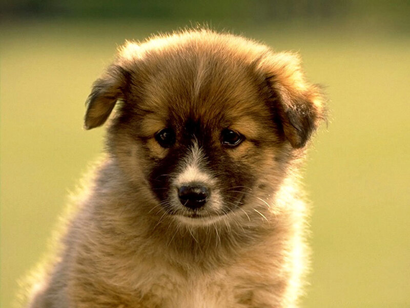 Brown Puppy Looking Forward