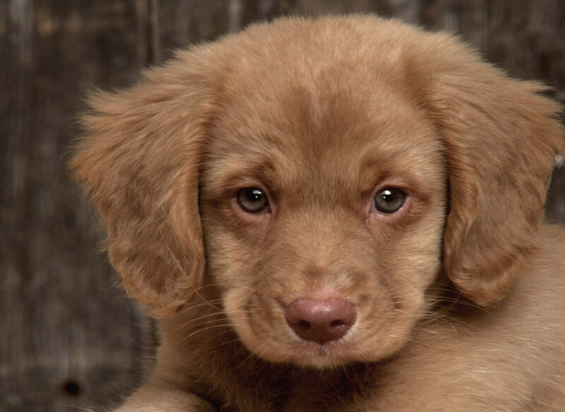 Brown Puppy Looking