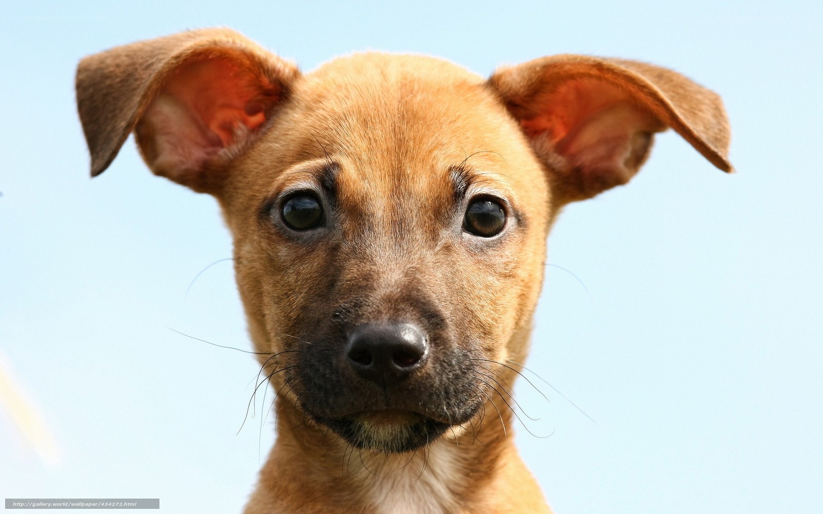 brown puppy looking up