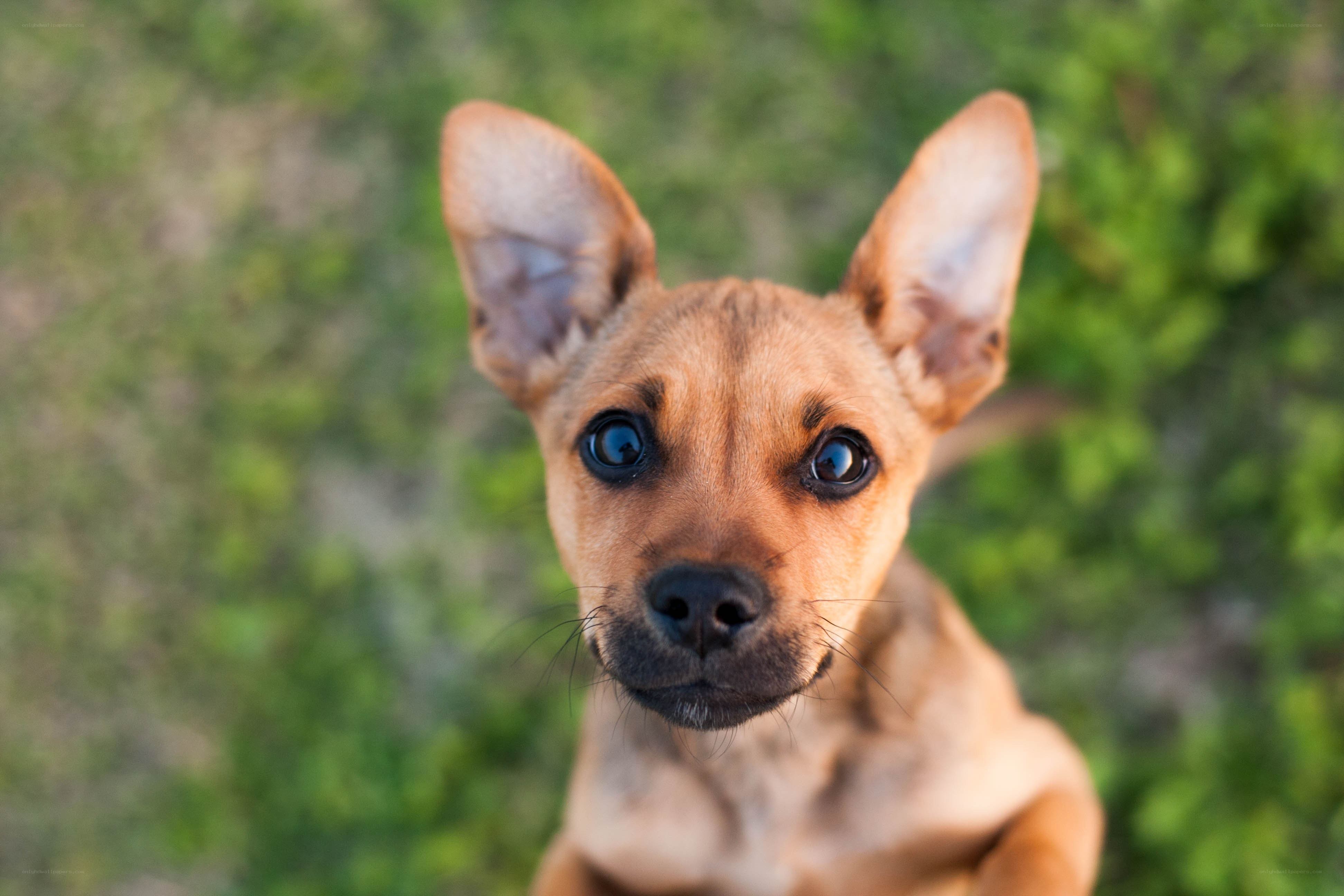 brown puppy looking up