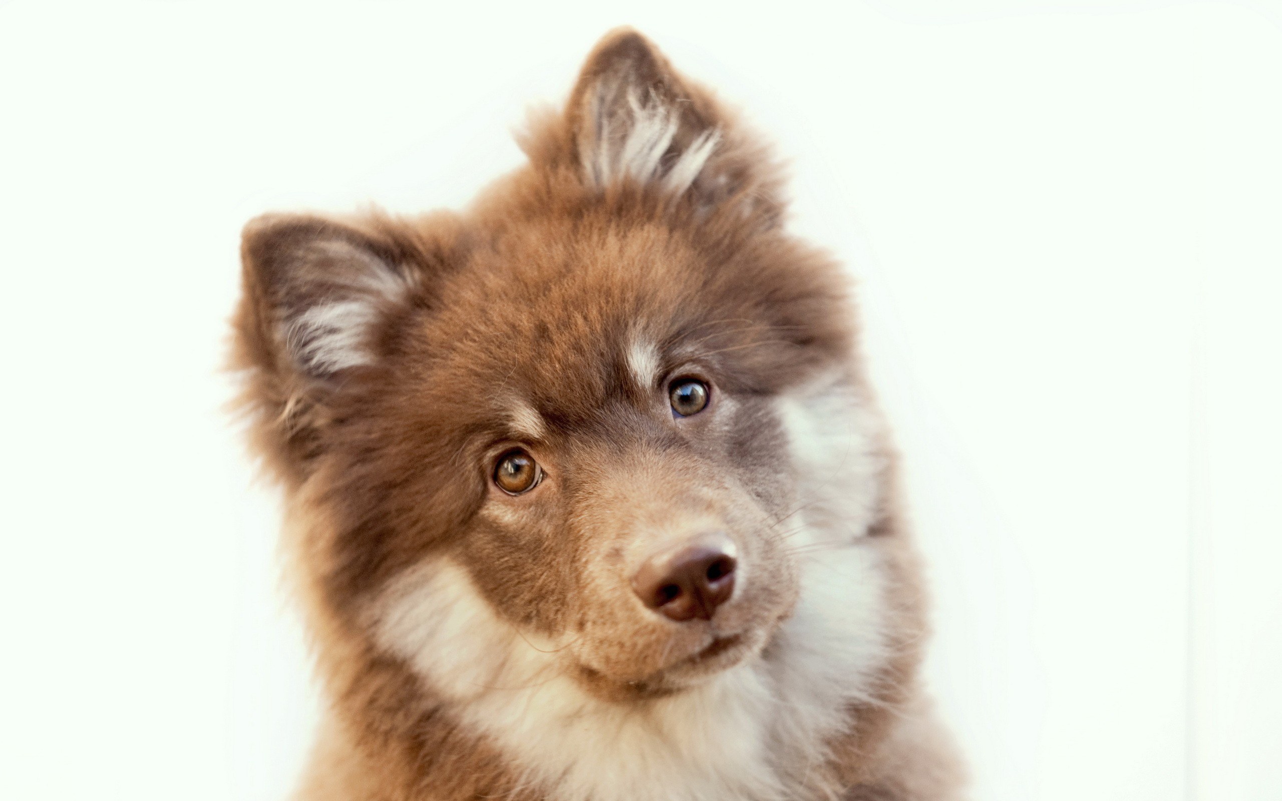 brown puppy looking up