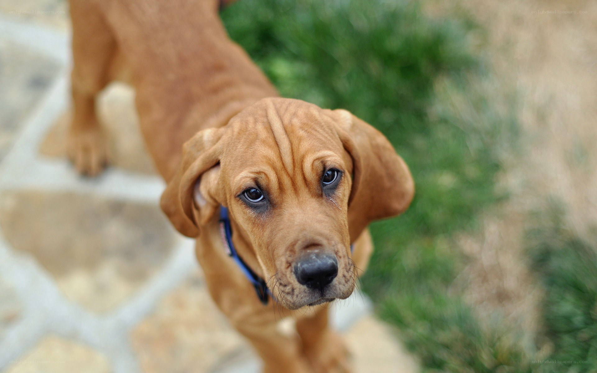 brown puppy looking up