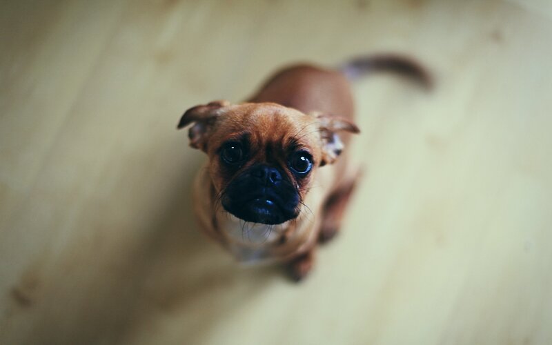 Brown Puppy Looking Up — Calm, Photograph, Floor