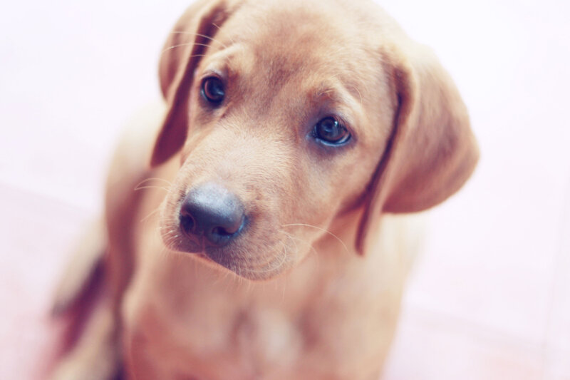 Brown Puppy Looking Up — Calm