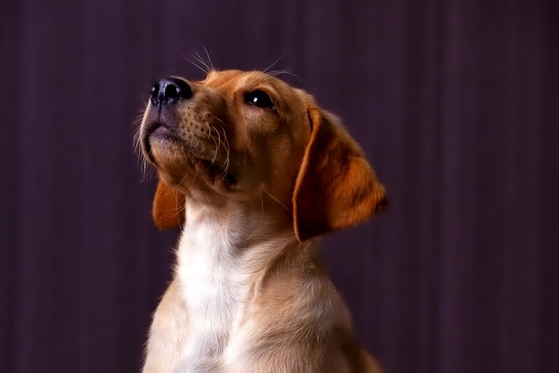 Brown Puppy Looking Up — Dramatic