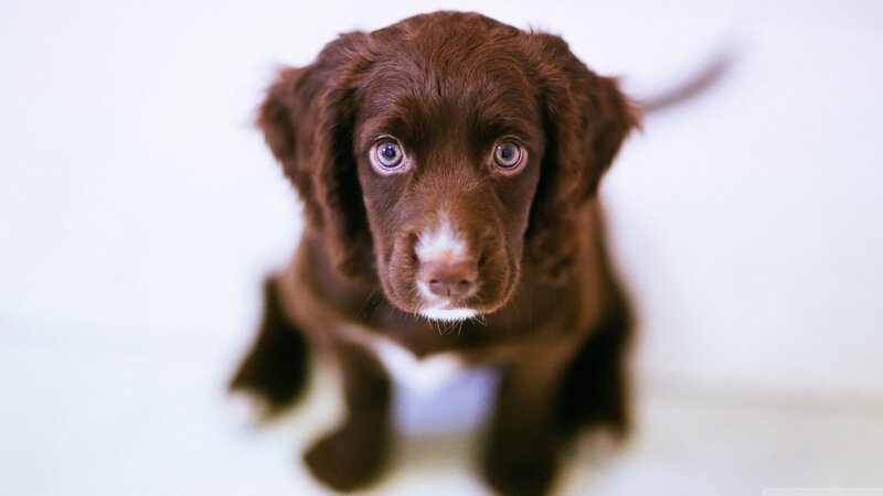 Brown Puppy Looking Up — Innocent, Photograph