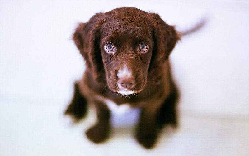 Brown Puppy Looking Up — Innocent