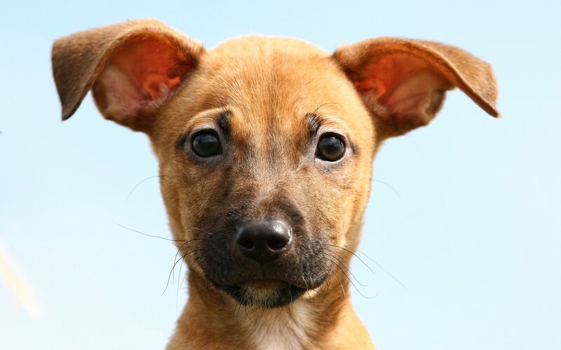 brown puppy looking up