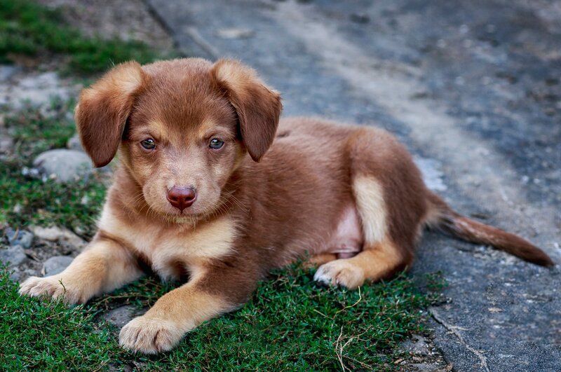 Brown Puppy Lying — Calm, Photograph