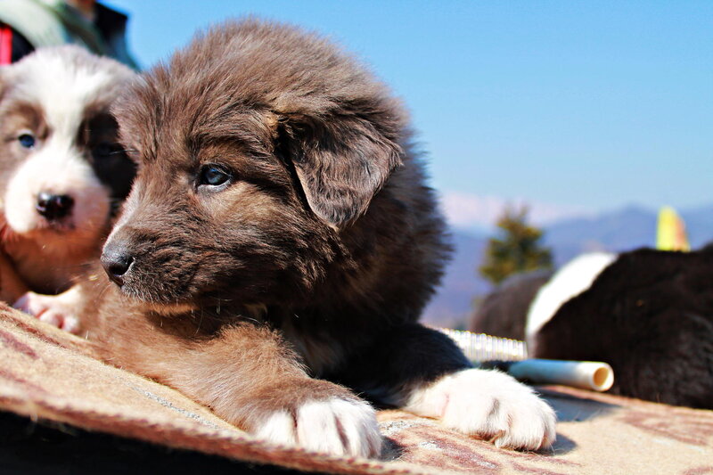 Brown Puppy Lying — Calm