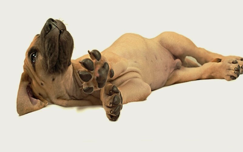 Brown Puppy Lying Down — Beige