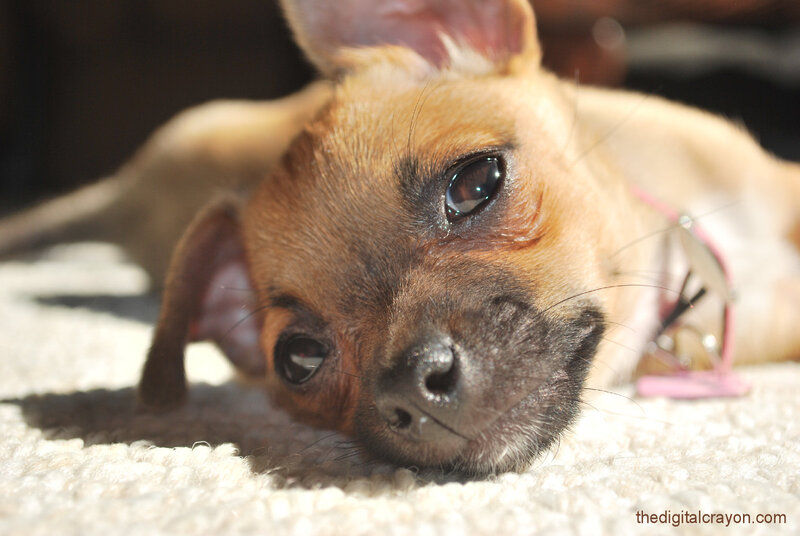 Brown Puppy Lying Down — Calm, Afternoon, Photograph, Carpet