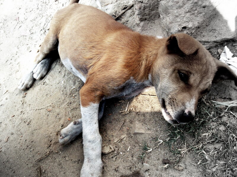 Brown Puppy Lying Down — Calm, Afternoon, Photograph, Dirt