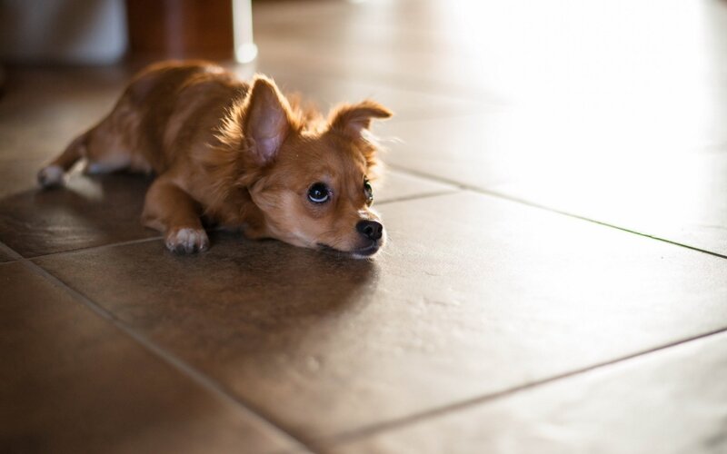Brown Puppy Lying Down — Calm, Afternoon, Photograph, Floor