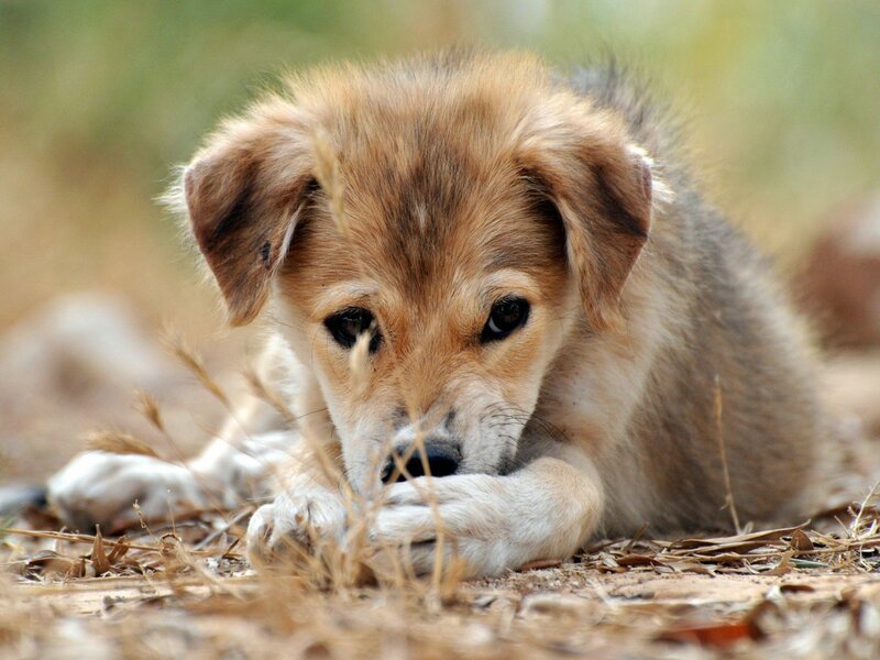 Brown Puppy Lying Down — Calm, Afternoon, Photograph, Grass, Dry Leaves