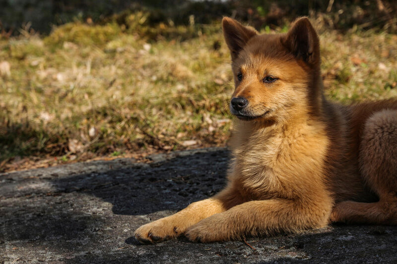 Brown Puppy Lying Down — Calm, Afternoon, Photograph, Grass, Pavement