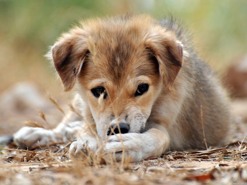 Brown Puppy Lying Down — Calm, Afternoon, Photograph