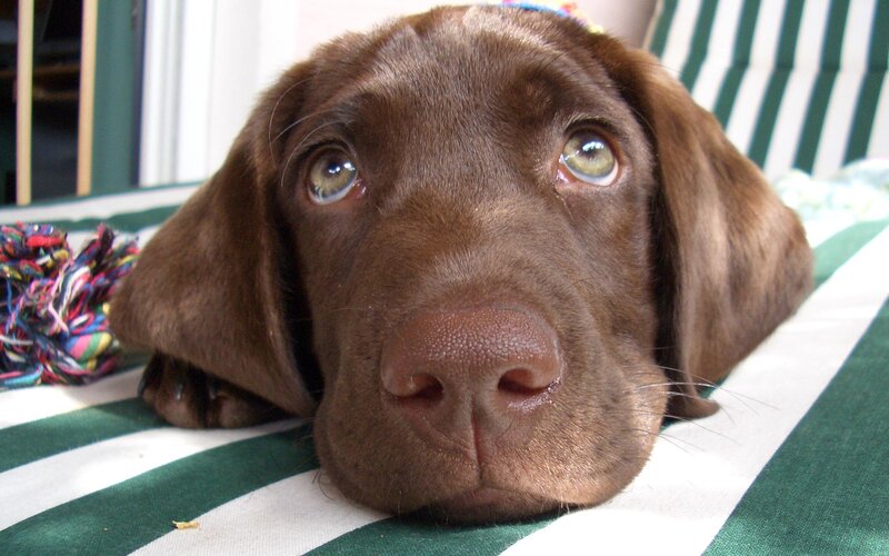 Brown Puppy Lying Down — Calm, Afternoon