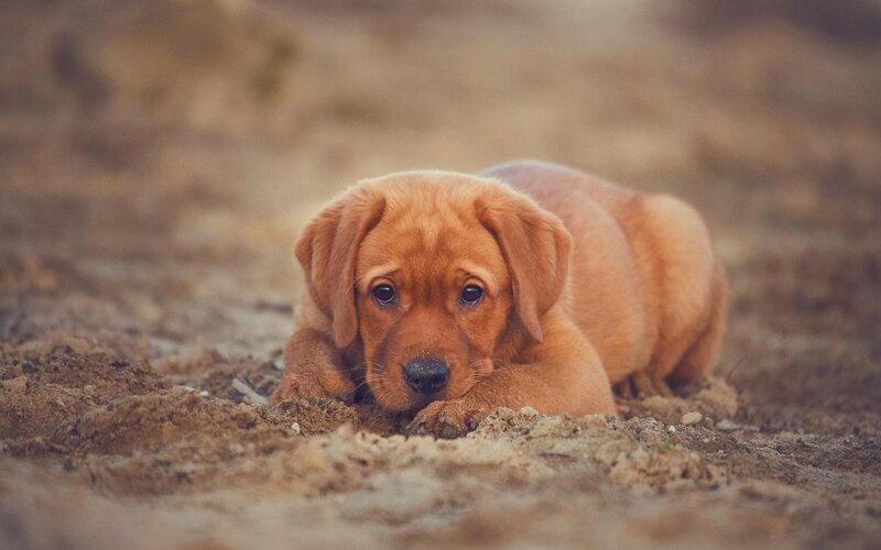 Brown Puppy Lying Down — Calm, Photograph, Dirt