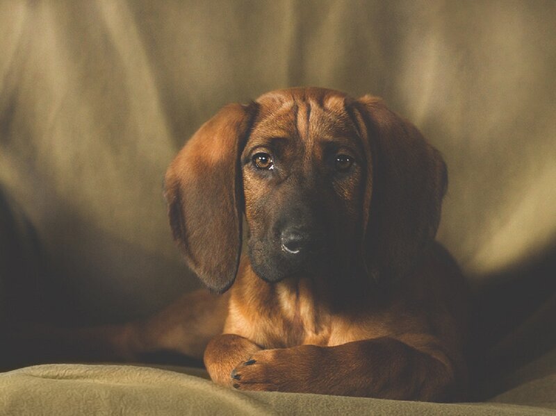 Brown Puppy Lying Down — Calm, Photograph, Dog