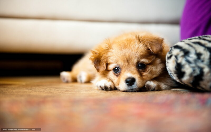 Brown Puppy Lying Down — Calm, Photograph, Floor, Couch, Pillow