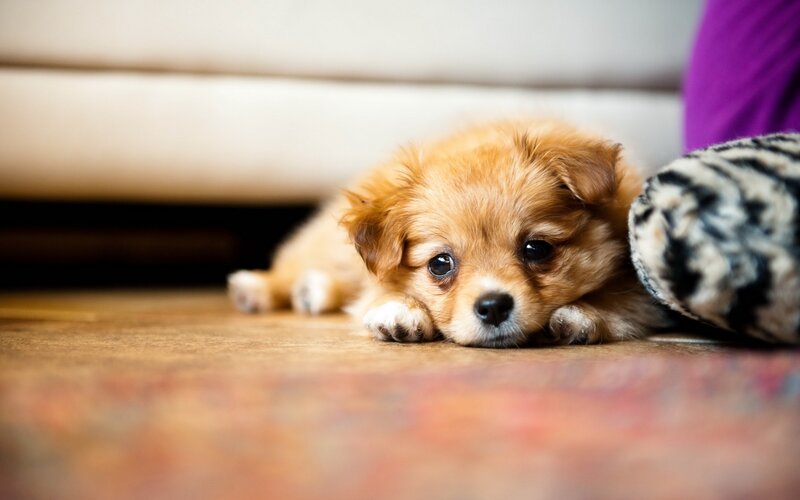 Brown Puppy Lying Down — Calm, Photograph, Floor, Couch