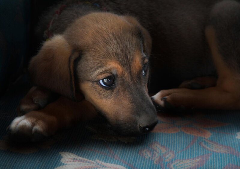 Brown Puppy Lying Down — Calm, Photograph, Floor, Patterned Surface