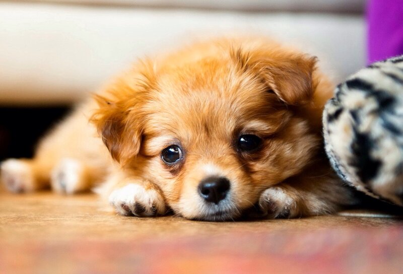 Brown Puppy Lying Down — Calm, Photograph, Floor