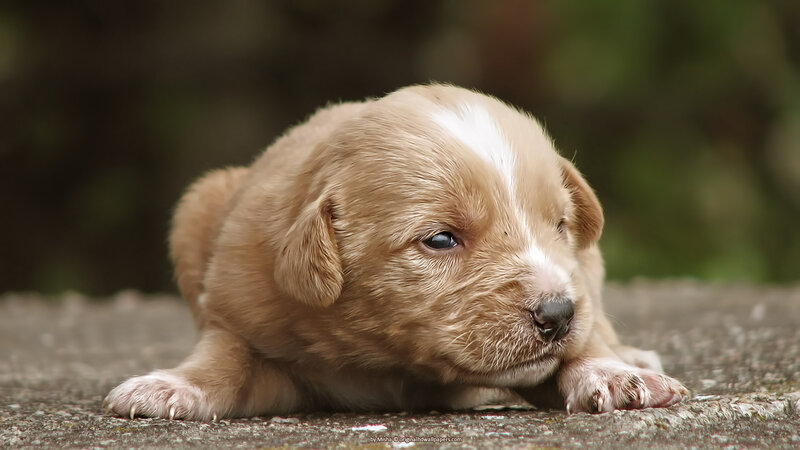 Brown Puppy Lying Down — Calm, Photograph, Ground