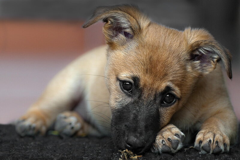 Brown Puppy Lying Down — Calm, Photograph, Paws, Floor