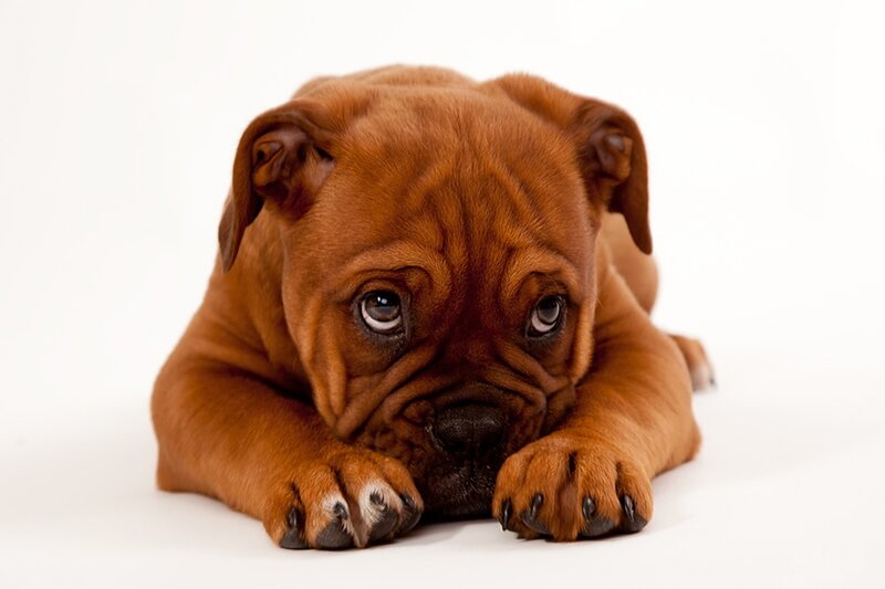 Brown Puppy Lying Down — Calm, Photograph, Paws