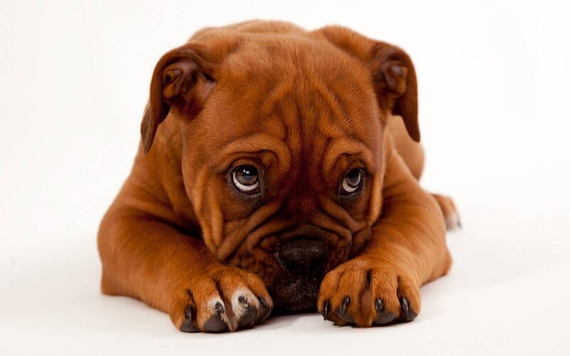 Brown Puppy Lying Down — Calm, Photograph, Paws, White Background