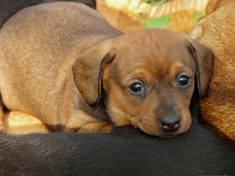 Brown Puppy Lying Down — Calm, Photograph