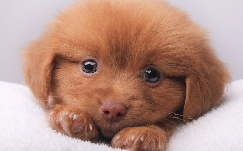Brown Puppy Lying Down — Calm, Photograph, White Blanket