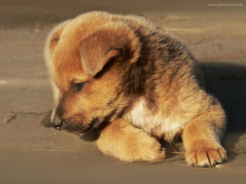 Brown Puppy Lying Down — Calm