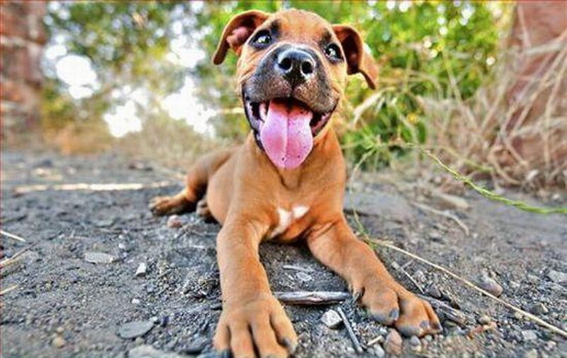 Brown Puppy Lying Down — Playful