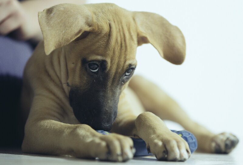 Brown Puppy Lying Down — Tan