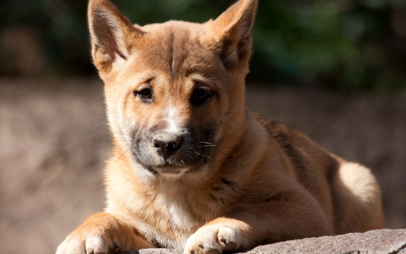 brown puppy lying down