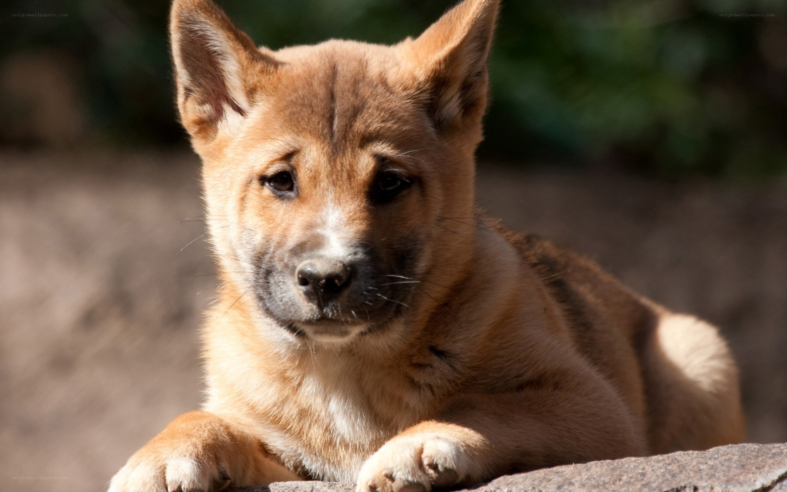brown puppy lying down