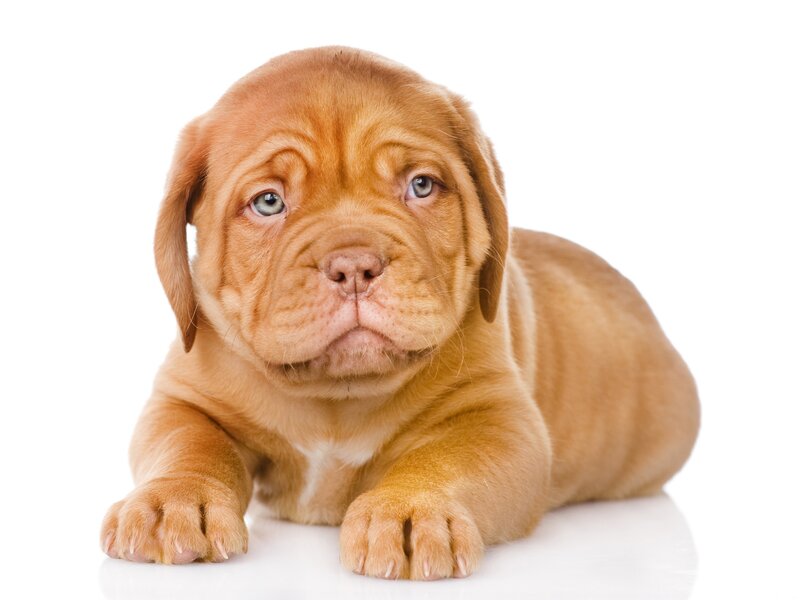 Brown Puppy Lying