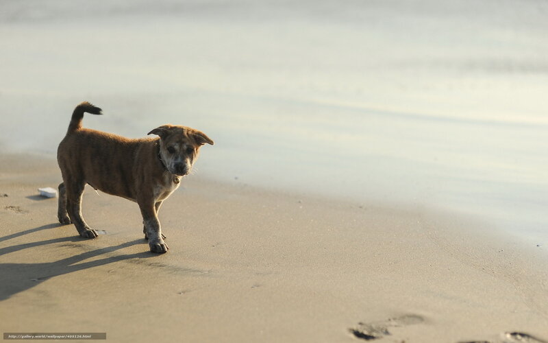 Brown Puppy on Beach — Calm, Sunset