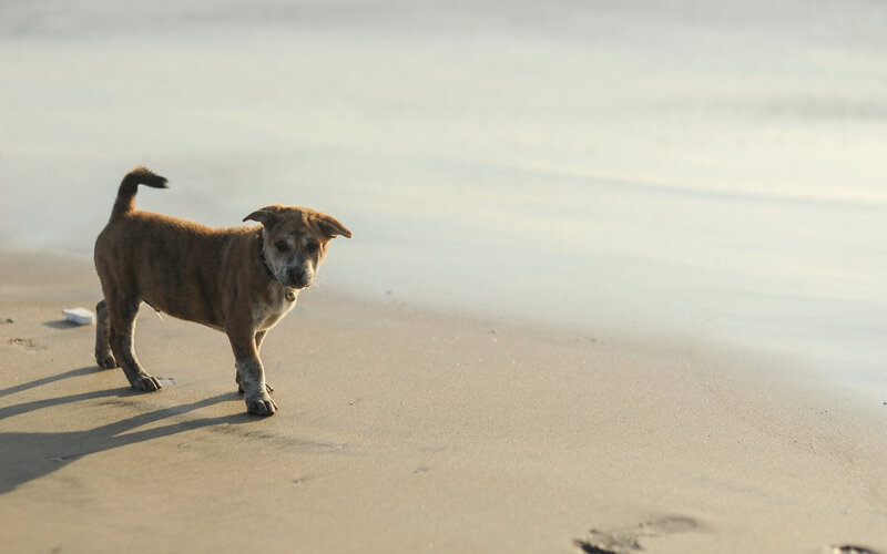 Brown Puppy on Beach