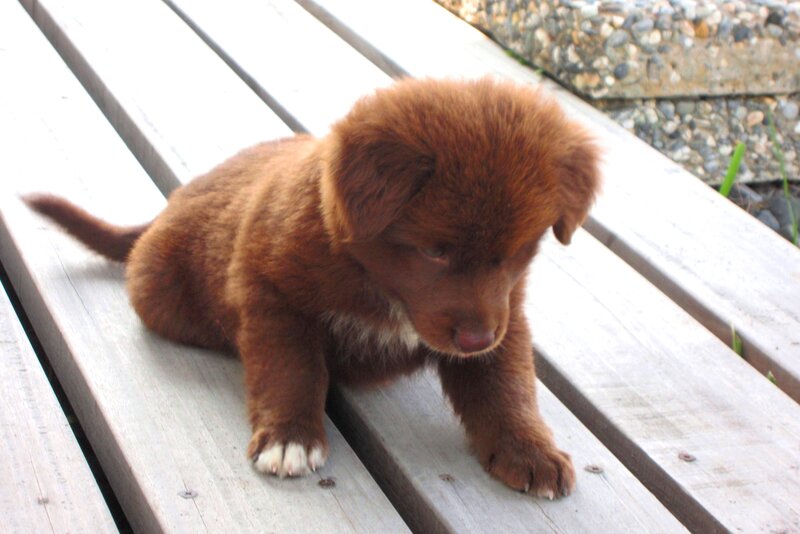 Brown Puppy on Bench