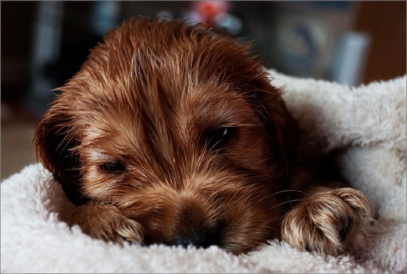 Brown Puppy on Blanket — Calm, Photograph