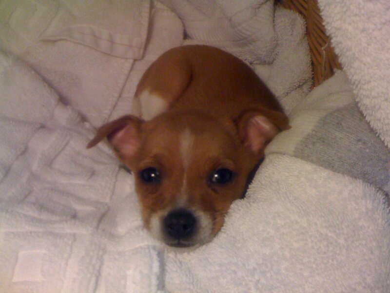 Brown Puppy on Blanket — White